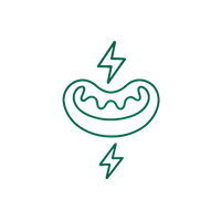 Energizes Cells To Repair Faster